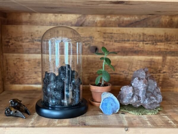 Thesaurus, Thesaurus edelstenen, Heerlijk-eko, Wormerveer, ammoniet, fossiel, fossielen, rookkwarts, rookkwarts op standaard, bergkristal, serafiniet, gemstones, gems, gemstone, skull, skulls, schedel, schedels, draak, draken, drakenschedel, dragon, dragonskull, dragons, raaf, ravenschedel, ravenskull, ravenskulls, exclusief, exclusieve, luxe, luxury, uniek, unieke stukken, schatkamer, schatten, schat, stralend, stralen, schitterend, Wormerveer, Zaandam, Zaanstad, gems Amsterdam, Heerlijk, Zaanbocht, Zaanweg,