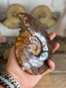 Thesaurus, Thesaurus edelstenen, Heerlijk-eko, Wormerveer, ammoniet, fossiel, fossielen