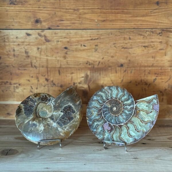 Thesaurus, Thesaurus edelstenen, edelstenen, Heerlijk Wormerveer, ammoniet, ammonieten, fossiel, fossielen, exclusief, unieke, combinatie, schelp, schelpen, zeedieren,