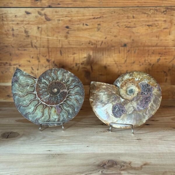 Thesaurus, Thesaurus edelstenen, edelstenen, Heerlijk Wormerveer, ammoniet, ammonieten, fossiel, fossielen, exclusief, unieke, combinatie, schelp, schelpen, zeedieren,