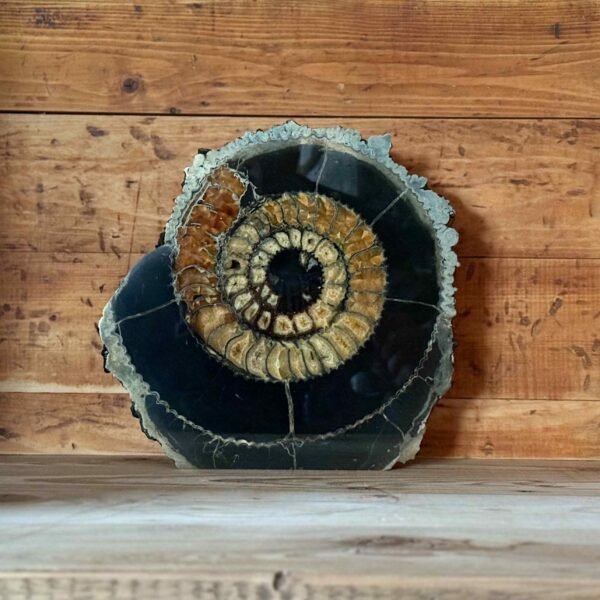 Thesaurus, Thesaurus edelstenen, edelstenen, Heerlijk Wormerveer, ammoniet, ammonieten, pyriet, fossiel, fossielen, exclusief, unieke, combinatie, schelp, schelpen, zeedieren,