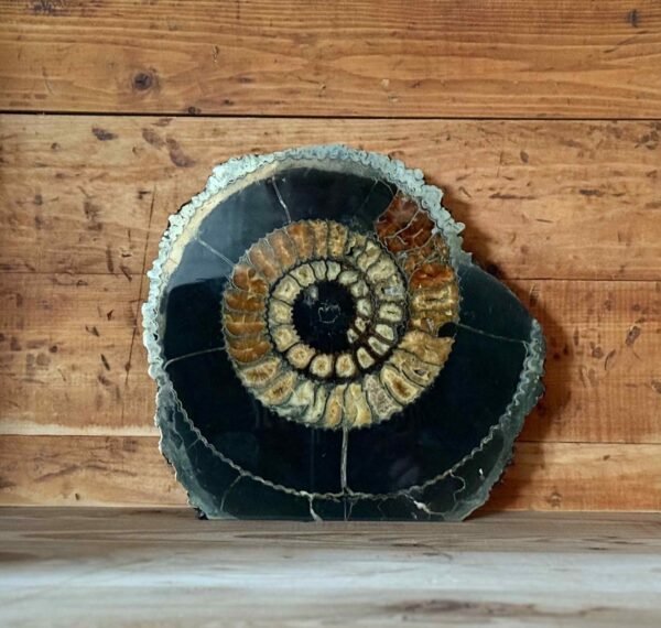 Thesaurus, Thesaurus edelstenen, edelstenen, Heerlijk Wormerveer, ammoniet, ammonieten, pyriet, fossiel, fossielen, exclusief, unieke, combinatie, schelp, schelpen, zeedieren,