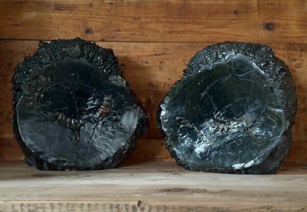 Thesaurus, Thesaurus edelstenen, edelstenen, Heerlijk Wormerveer, ammoniet, ammonieten, pyriet, fossiel, fossielen, exclusief, unieke, combinatie, schelp, schelpen, zeedieren,